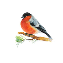bullfinch bird, (Carduelis), watercolor illustration isolated on white background