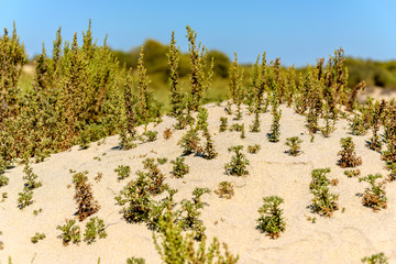 Detail of the vegetation of the dunes on the beaches of Andalusia