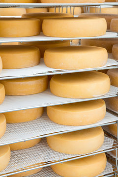 Aging wheels of cheese on racks