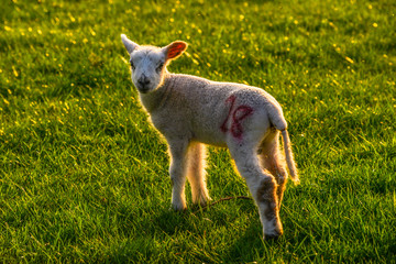 Fototapeta premium Lamb backlit by evening sun