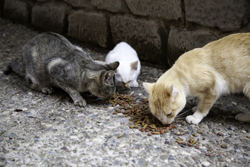 Cats abandoned street