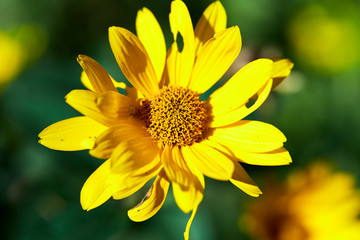 Yellow flower in the garden