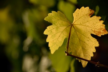 Obraz premium Feuille de vigne en automne