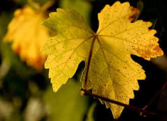 Feuille de vigne en automne