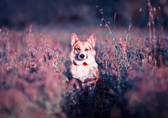 beautiful portrait of a ginger puppy dog Corgi in a bright butterfly sits on a fabulous meadow of lilac on a summer evening