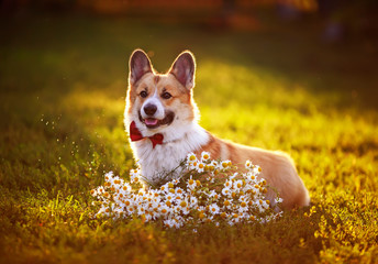 beautiful portrait of red Corgi dog puppy sitting on green grass with bouquet of white daisies flowers