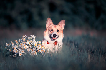 beautiful portrait of a ginger puppy dog Corgi in a bright butterfly sitting on the grass with a bouquet of white flowers daisies in a summer garden