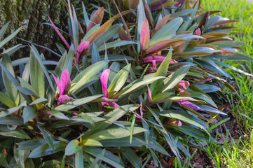 plant in garden