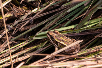 Grünfrosch in einer Streuwiese am Bodensee