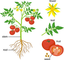 Parts of plant. Morphology of tomato plant with green leaves, red fruits, yellow flowers and root system isolated on white background with titles