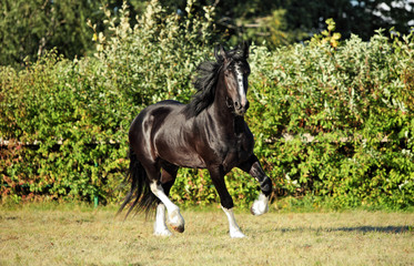 Shire horse. Black shire stallion galloping on a meadow
