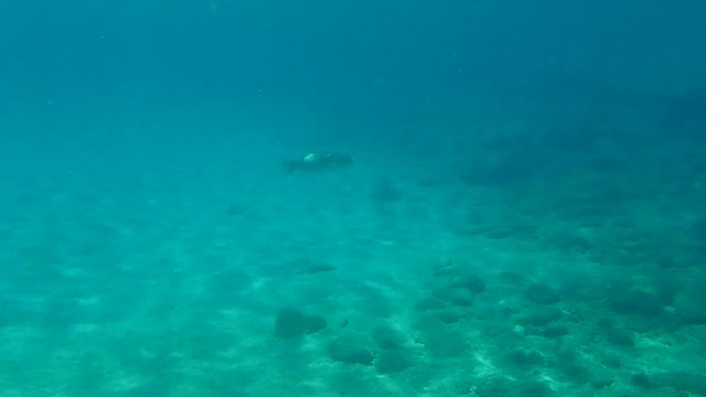 European seabass (Dicentrarchus labrax), Aegean Sea, Greece, Halkidiki