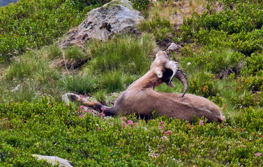 Bouquetin sauvage dans la vallée de Chamonix - France