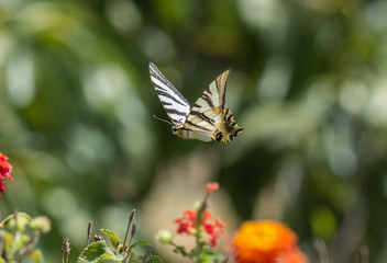 Southern Scarce Swallowtail, Iphiclides feisthamelii butterfly, feeding on Thyme. Spain.