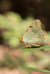 Cardinal butterfly, Argynnis pandora basking in sun on a green leaf.