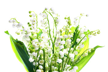 White flowers lilies of the valley bouquet isolated on white background