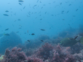 Fototapeta na wymiar Underwater scenery