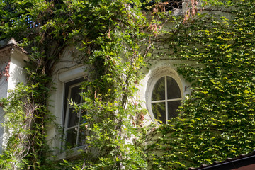 Young twisted wisteria and ivy climbs on the wall in Paris, Montmartre