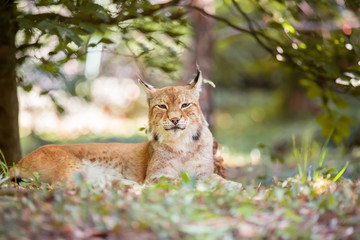 Fototapeta premium Resting relaxed eurasian Lynx in green forest. Wild cat in the nature forest habitat, hidden in the grass. Wildlife scene from Europe.
