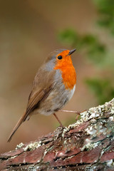 Pretty bird with a nice red plumage