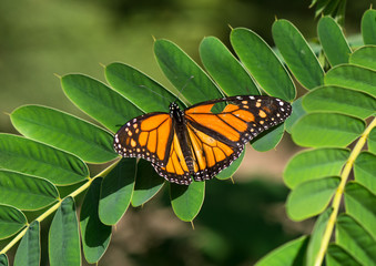 Monarch butterfly, Danaus plexippus basking in the sun, Andalusia, Spain.