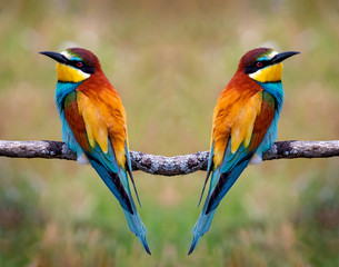 Love on the branch