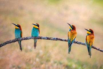 Meeting of four bee-eaters