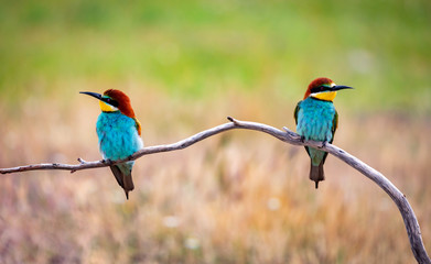 Love on the branch