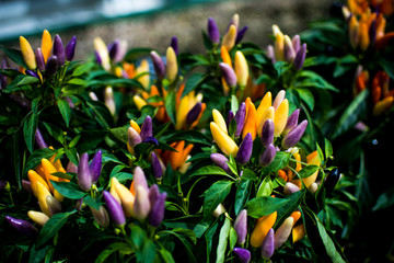 Fototapeta na wymiar Yellow, Orange and Purple ornamental pepper plants