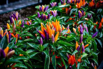 Ornamental pepper plants closeup showing off their vibrant orange and purple colors