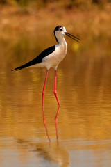 Stilt in a Spanish pond