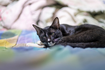 black cat lying on the bed