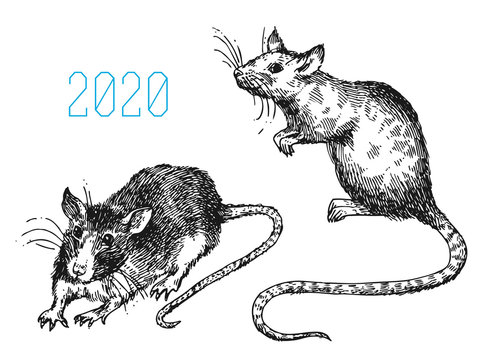 Rat sketch vector illustrations. Hand drawn picture with mouse.