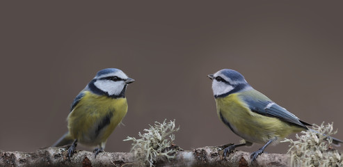 A pair of Blue tits sit opposite each other on a mossy branch on a brown blurred background © chermit
