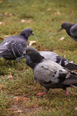 Pigeons