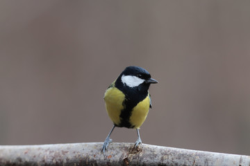 Great Tit sitting on a horizontal branch on blurred brown background