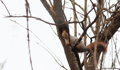 Little squirrel hiding on winter branches...