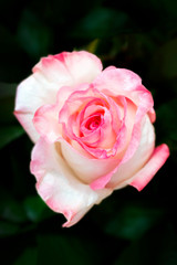 Beautiful wedding pink rose on dark background.