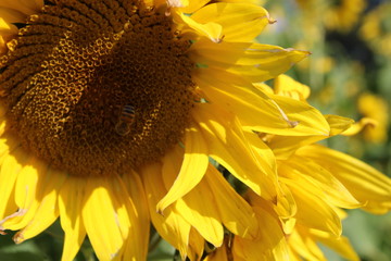 sun flowers with bees 