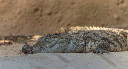 crocodile resting and sunbathing