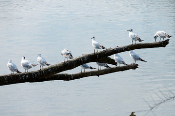 Large group of birds stands on a branch above the river on a sunny day