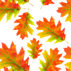Seamless pattern autumn oak leaf