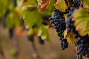 Naklejka premium Bunches of ripe grapes in a vineyard in the Carpathians.