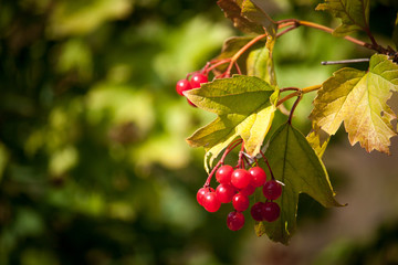 Bright red viburnum opulus berries on branch in the autumn garden in sunny day, selective focus