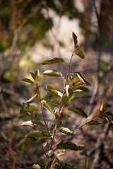 Close-up green branch of a cherry tree on a blurred background of the autumn garden, selective focus