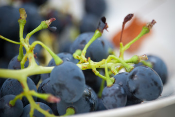 Extremely close-up branch with wild blue grapes, selective focus