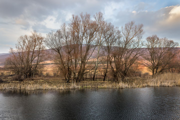 Contrasty view of dark water lake surrounded by reed and sunlit trees burnt by fire