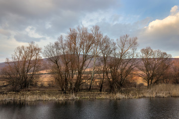Contrasty view of dark water lake surrounded by reed and sunlit trees burnt by fire