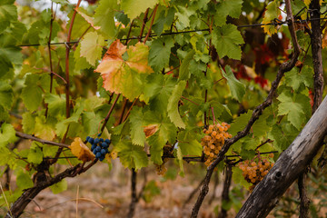 Ripe berries of white and blue grapes on the vines of an old vineyard.