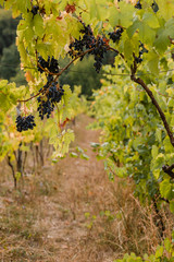 Fototapeta na wymiar Bunches of ripe wine grapes. Autumn in a vineyard in the Carpathians.